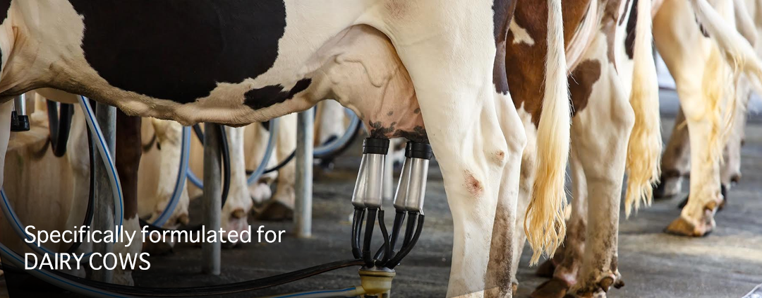 DairyBanner1