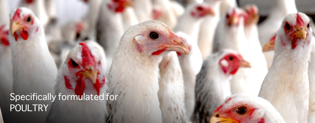 POULTRYstockBanner1